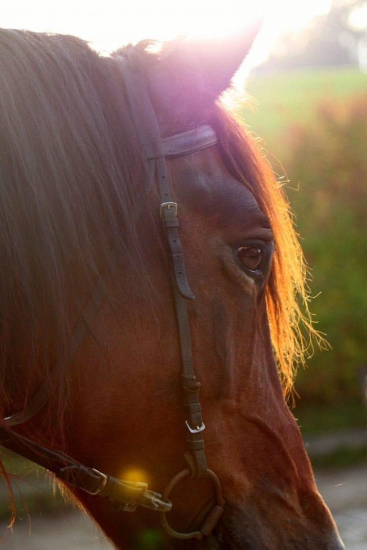 hest i solskin