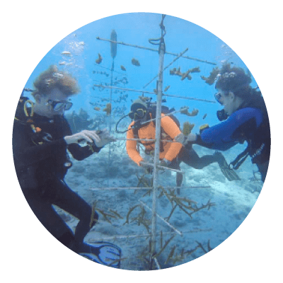 Cultural subject Coral Restoration