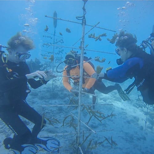 Coral Restoration