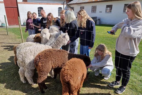 students feed alpacas