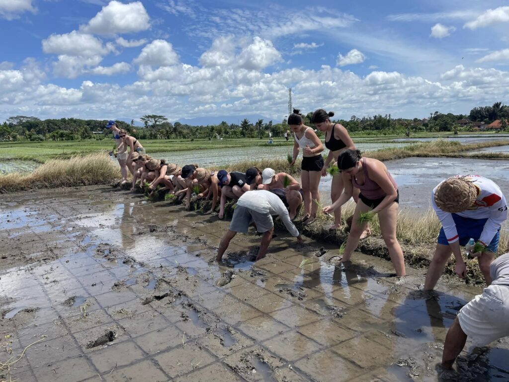 efterskoleelever arbejder på rismarker på Bali