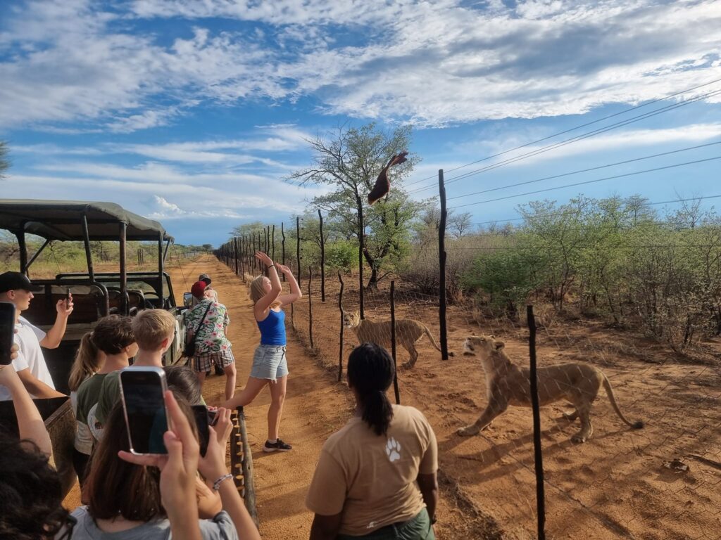 Girl throws meat over fence to tiger in Namibia